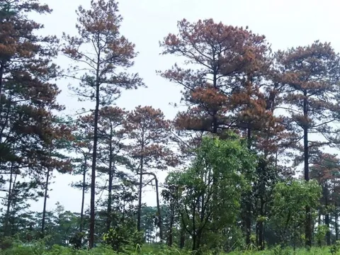 Lâm Đồng: Điều tra vụ đầu độc 52 cây thông ba lá