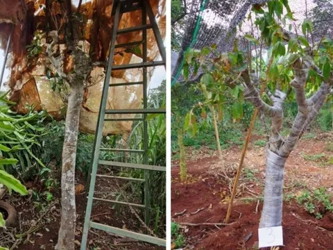 Triệt phá nhóm đối tượng trộm cắp cây cảnh tại Đắk Lắk