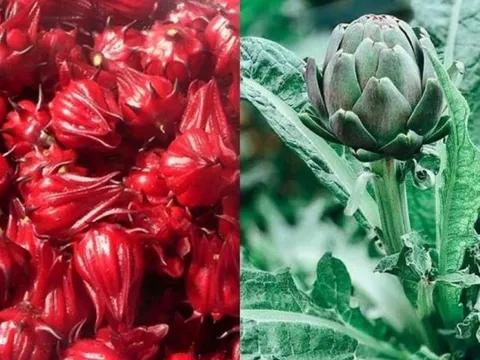 Loại hoa tốt cho gan, thận và quét sạch mỡ máu, chợ Việt bán đầy