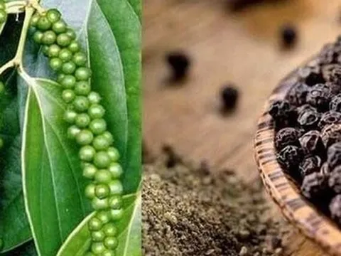 Giá nông sản hôm nay 30/5: Cà chua tăng vọt, hồ tiêu chạm mốc 130.000 đồng/kg