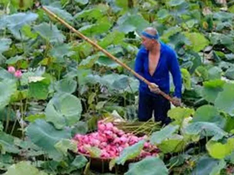 Giá nông sản hôm nay 31/5: Khoai lang tăng gấp đôi, dừa tăng gấp ba, sen đầu mùa đắt hàng