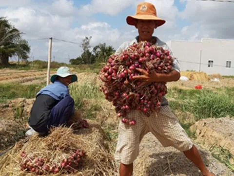 Giá nông sản hôm nay 1/6: Nhãn Sông Mã đắt hàng, hồ tiêu tăng kỷ lục