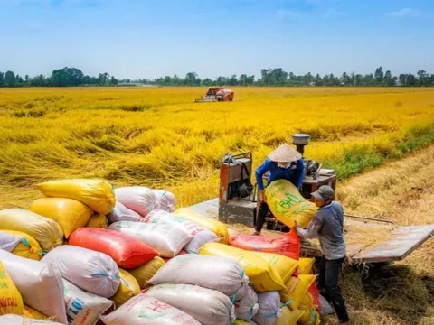 Xác minh thông tin doanh nghiệp trúng thầu gạo giá thấp
