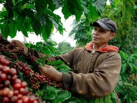 Giá cà phê xuất khẩu tăng: Cánh cửa rộng mở cho cà phê năm 2024 chinh phục đỉnh cao mới