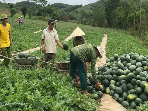 Giá nông sản hôm nay 2/6: Dưa hấu Nghệ An đắt hàng, cà phê quay đầu giảm nhẹ