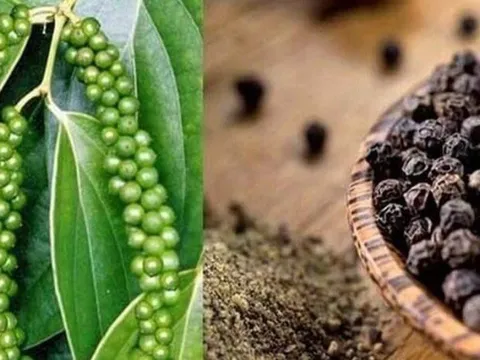 Giá nông sản ngày 3/6: Giá tiêu tăng chót vót, lúa gạo giảm nhẹ