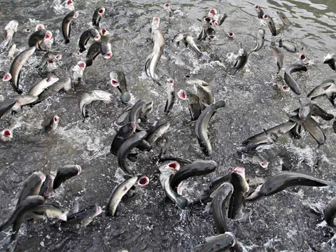 Cựu ‘vua cá tra’ tìm đường trở lại: Phát hành cổ phiếu thưởng tỷ lệ 100%, tăng vốn vượt mặt Vĩnh Hoàn