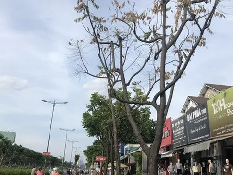 TP HCM: Hàng loạt cây xanh 10-12 năm tuổi trên đường Phạm Văn Đồng chết khô do... sốc nhiệt!