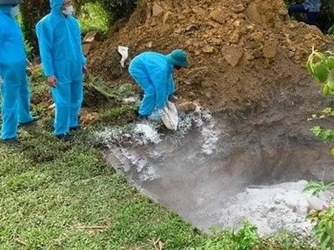 Điều tra việc hàng chục con lợn chết bị vứt dưới sông Ngàn Trươi