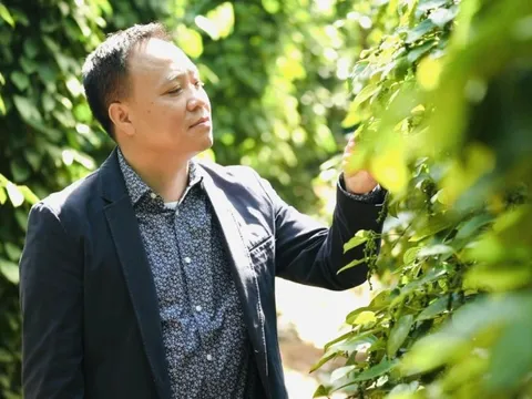 Cơn sốt giá mới 142.000 đồng/kg hồ tiêu, lên đỉnh 8 năm: “Vua tiêu” cảnh báo về giấc mơ vàng đen 1 tấn tiêu bằng 6,5 cây vàng