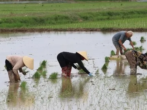 Trả gần nửa triệu/ngày, chủ ruộng vẫn "vàng mắt" tìm người cấy thuê