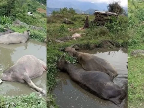 Đàn trâu trăm triệu bị sét đánh chết ở Hà Giang