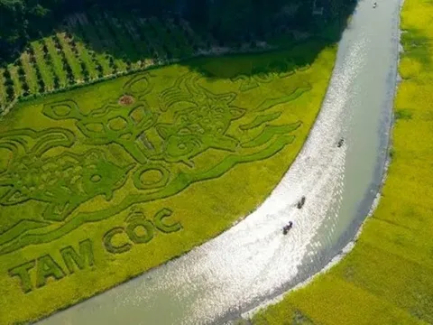 Tác phẩm nghệ thuật khổng lồ trên cánh đồng lúa ở Ninh Bình