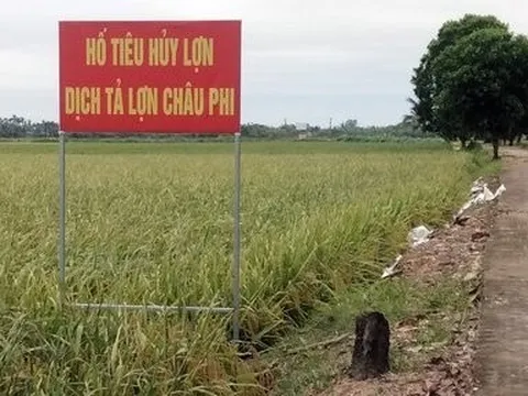 Hải Phòng: Ngăn chặn không để dịch tả lợn châu Phi lan rộng