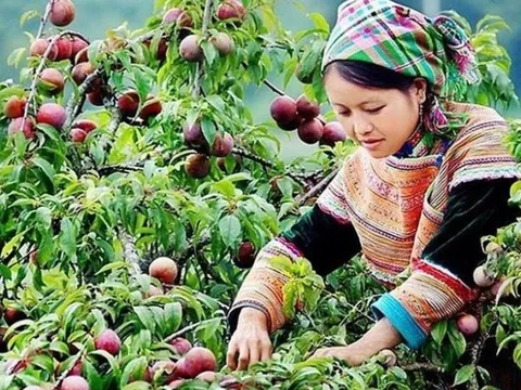 Giá nông sản ngày 7/6: Mận Sơn La giá thu mua cao, dừa khô giảm nhẹ