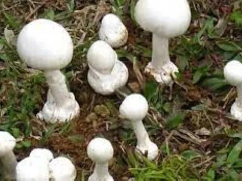 Lai Châu: 2 cháu nhỏ tử vong do ăn phải nấm độc