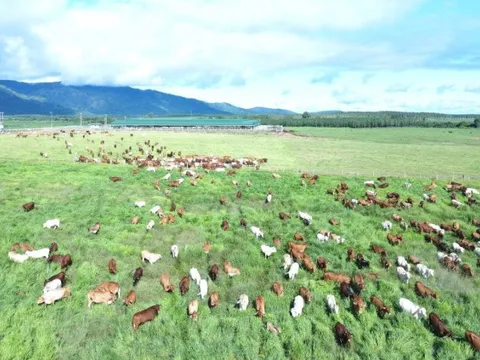 Sau ít năm làm nông nghiệp, Thaco Agri của tỷ phú Trần Bá Dương có tài sản tăng vọt lên hơn 51.000 tỷ, vượt Vincom Retail, gần bằng Vinamilk, Becamex IDC