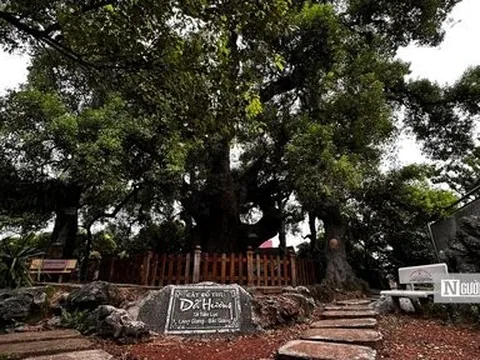“Thần mộc” giúp Bắc Giang giữ gìn ký ức lịch sử, tạo sức hút du lịch