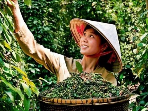 Giá nông sản ngày 9/6: Hồ tiêu, cao su tiếp tục tăng mạnh, nhãn Ido giảm giá