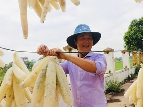 Trồng loài cây có quả được ví như "nhân sâm" trong vườn, người dân có thu nhập khá