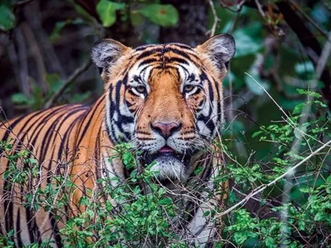 Thông tin đáng chú ý vụ hổ lớn xuất hiện trong rừng Quảng Bình