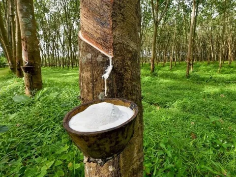 Giá 'vàng trắng' tăng liền 8 tháng, cổ phiếu các công ty trong nhóm đồng loạt 'nổi sóng', vốn hóa của DN đầu ngành tăng 60.000 tỷ, vượt VPBank, Vinamilk, MB, Masan...