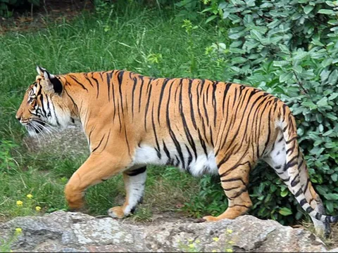 Thông tin mới vụ nhóm người phụ nữ phát hiện hổ khi đi rừng