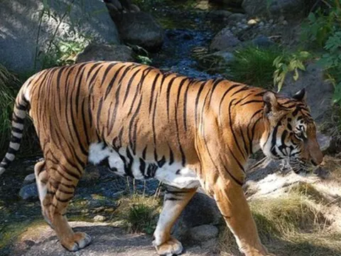 Nhóm phụ nữ trình báo thấy hổ: Cấp bách bảo vệ người dân, động vật hoang dã