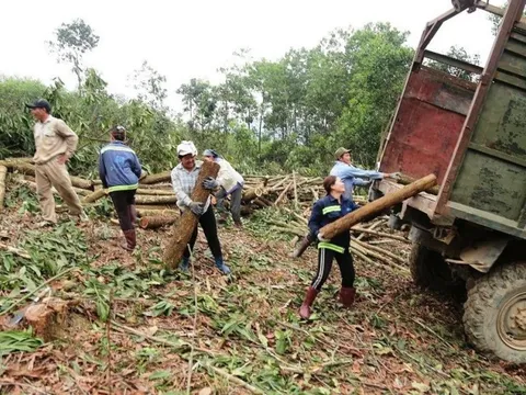 Thanh Hóa phát triển vùng nguyên liệu gỗ hơn 20.000ha tại 4 huyện