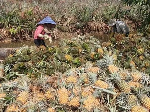 Giá nông sản hôm nay 11/6: Hồ tiêu duy trì đà tăng, dứa Lạng Sơn năng suất cao