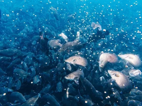 Công ty cá chẽm lớn nhất thế giới nằm tại Khánh Hòa sẵn sàng đầu tư 1 tỷ USD vào lĩnh vực đang "hot" ở Việt Nam