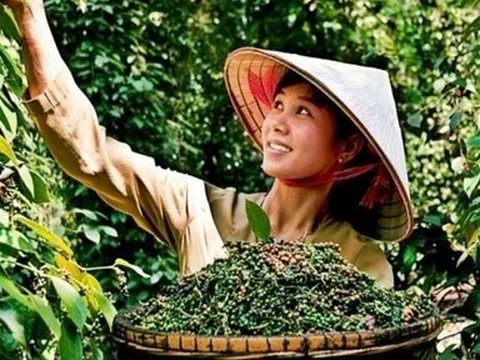 Giá nông sản ngày 12/6: Giá tiêu tiếp tục tăng mạnh, lúa gạo xu hướng đi ngang