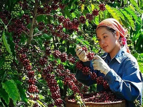 Giá nông sản 14/6: Hồ tiêu đột ngột lao dốc, xoài Tương Dương giá cao