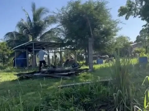 Bình Thuận: Công an xã đang tiếp cận bắt trâu điên húc người đi đường