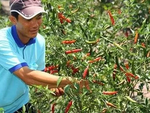 Giá nông sản 13/6: Cà phê đồng loạt tăng, ớt sừng được giá, khoai môn giảm