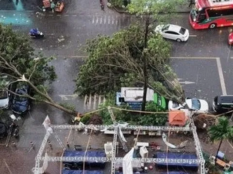 Hà Nội: Nhiều cây xanh bật gốc đổ, đè trúng hàng loạt ô tô