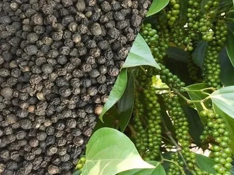 Giá nông sản 16/6: Hồ tiêu tăng trở lại, ớt sừng tăng nhẹ, mít Thái đi ngang