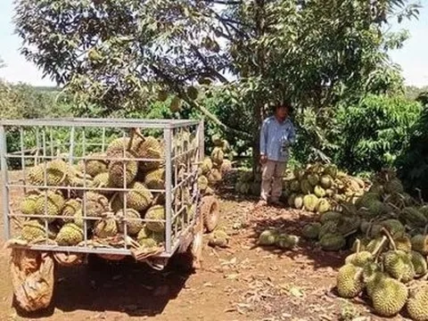 Dông lốc quét qua, khoảng 20 tấn sầu riêng của nông dân bị rụng