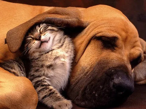 12 triệu chó mèo Việt Nam tạo nên 'mỏ vàng' trăm triệu USD cho tỷ phú Thái, 1 DN Việt dẫn đầu bán mỹ phẩm cho chú thú cưng đắt đỏ