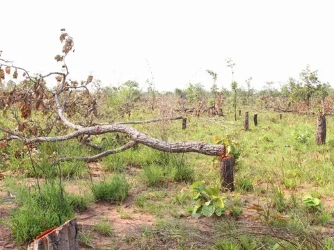 Đắk Lắk: Tình trạng phá, lấn chiếm đất rừng vẫn diễn biến phức tạp