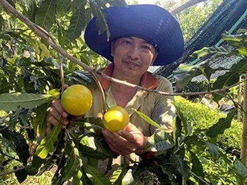 Giá nông sản 17/6: Vải thiều cuối vụ tăng cao, vú sữa Hoàng Kim năng suất