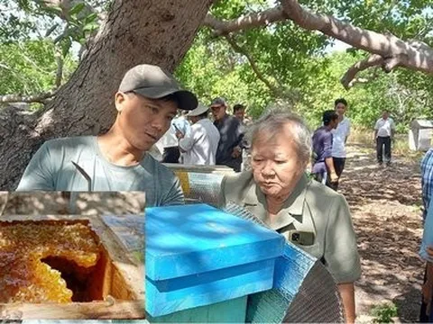 Nuôi loài ong lạ dưới tán cây, anh nông dân bỏ túi trăm triệu mỗi năm