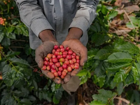 Giá nông sản 19/6: Hồ tiêu tăng giảm trái chiều, cà phê tiếp đà tăng mạnh