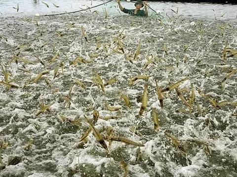 Chuyển động dữ dội của các “ông trùm” thuỷ sản trên sàn: Vua tôm lên kế hoạch lãi kỷ lục gần 1.300 tỷ, loạt 'tay to' đổ vốn cho cá tra