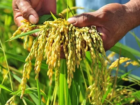 Sau lùm xùm nợ tiền lúa của nông dân, 'ông trùm' lúa gạo Lộc Trời mở công ty con bán phế liệu