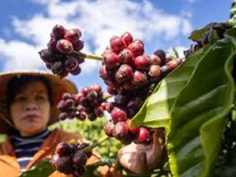 Giá nông sản 21/6: Cà phê tiếp tục đà tăng nóng, giá gạo biến động trái chiều