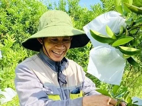 Kiếm 300 triệu/năm nhờ nuôi cá, trồng cây đặc sản có múi trên vườn