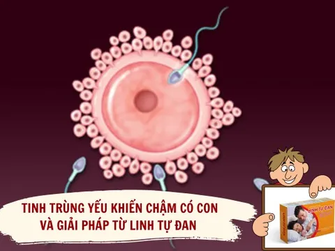 Tinh trùng yếu khiến chậm có con và giải pháp từ Linh Tự Đan