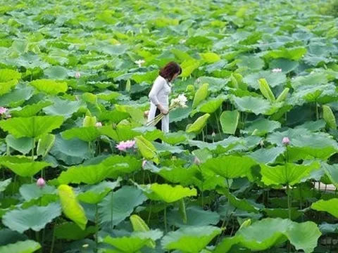 Hà Nội: Lần đầu tiên tổ chức Lễ hội Sen