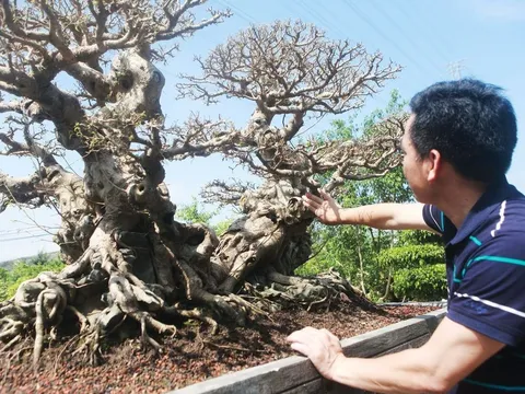 Vì sao tác phẩm Sanh cổ Song Long Tọa Thạch lại được các đại gia săn lùng!